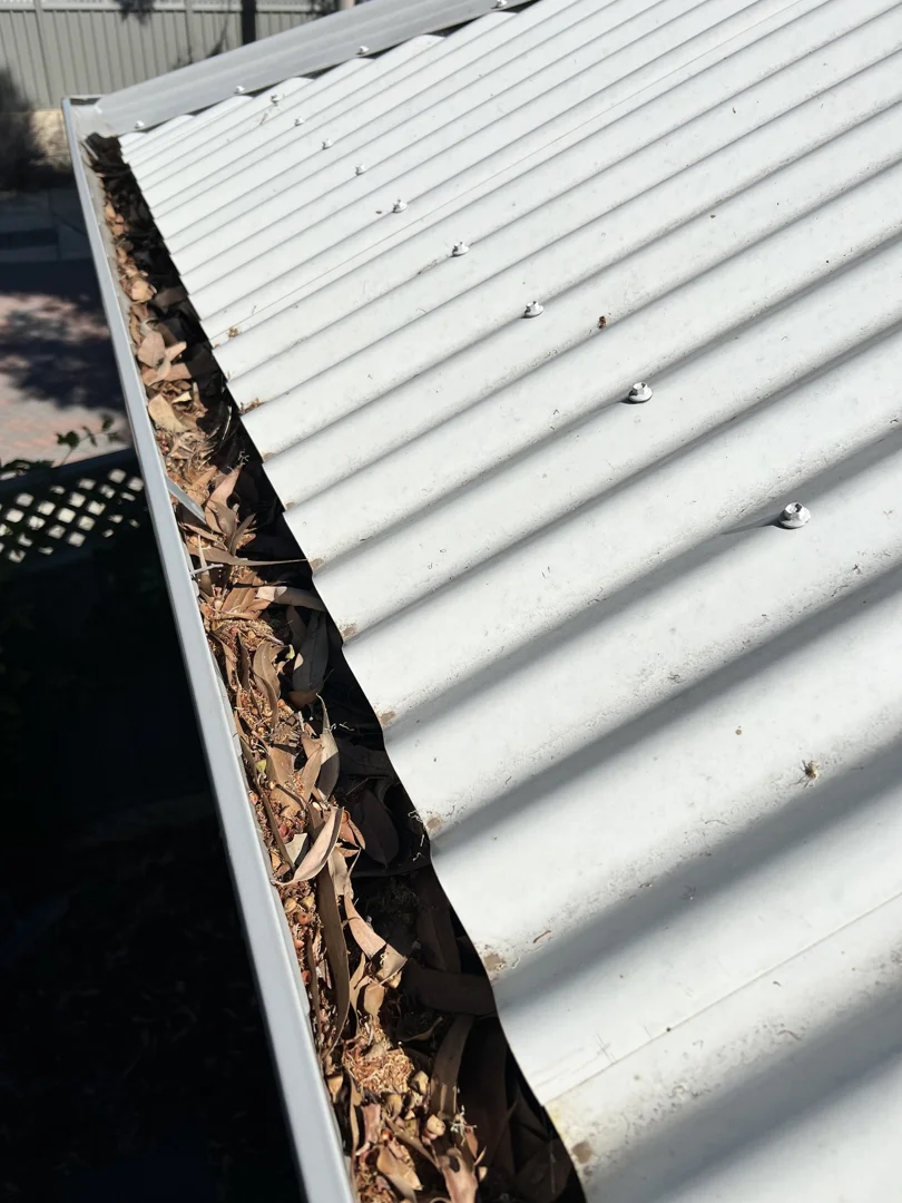 White corrugated metal roof gutter heavily clogged with thick brown leaves, twigs and debris before cleaning.